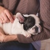 L'otite chez le chien