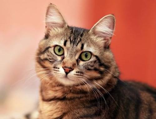 chat montreuil